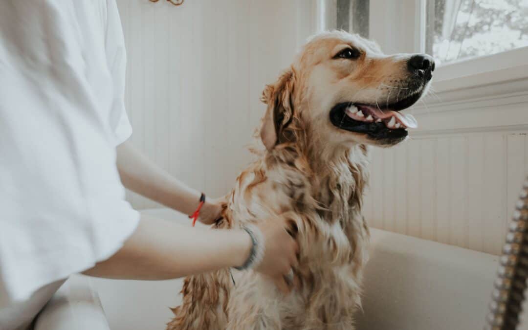 Dog Bath - Dog Grooming in Brooklyn