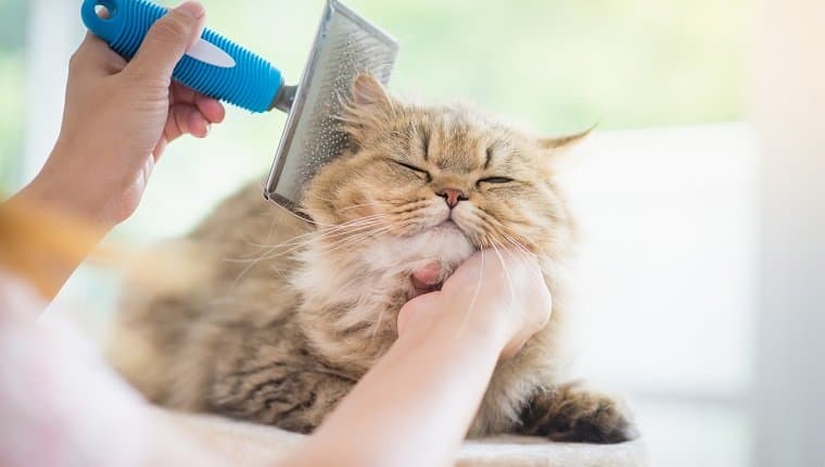 cat-grooming-mistakes-1