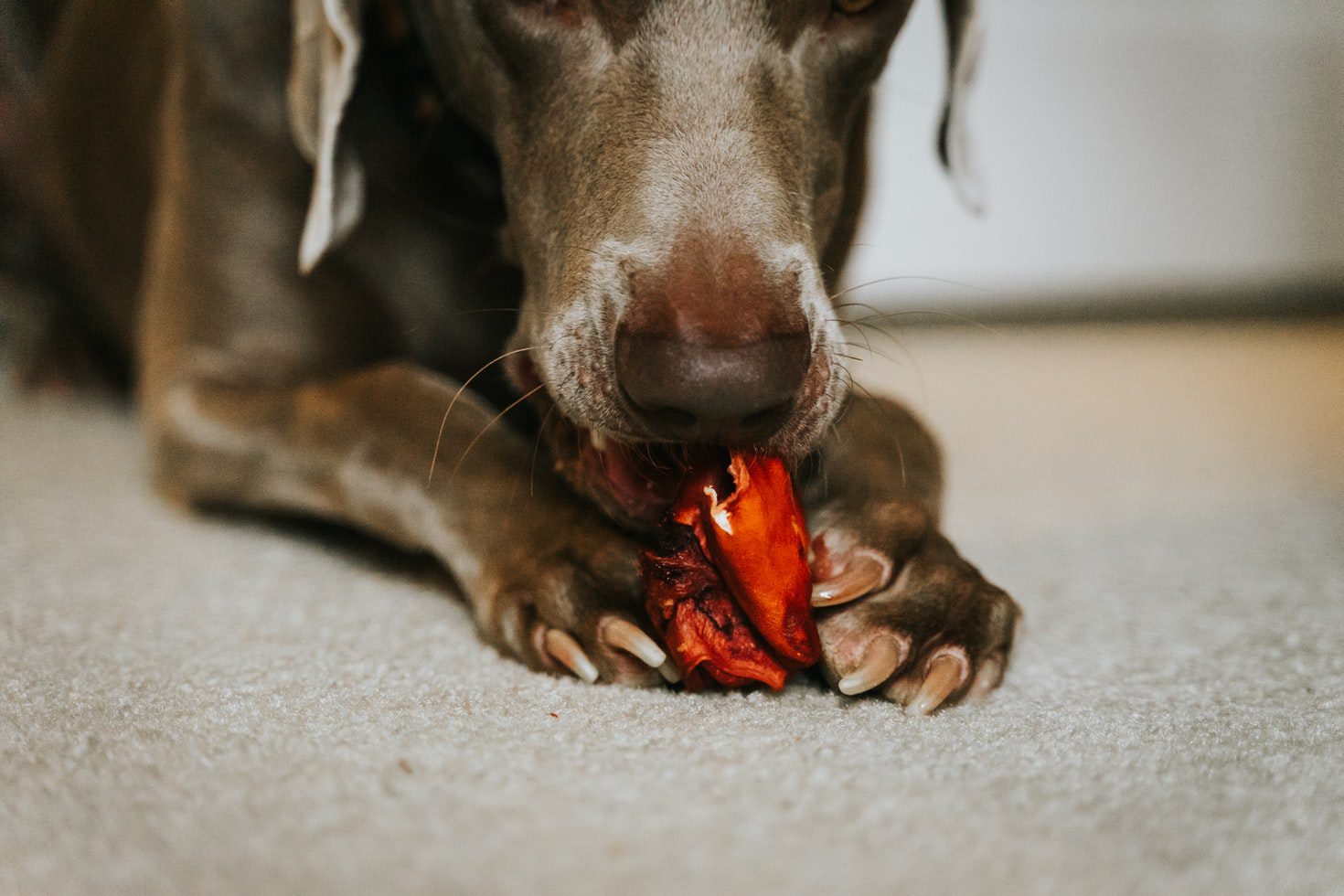 What Does It Mean When A Dog Bites Their Paws Why Do Dogs Bite Their Paws And Nails