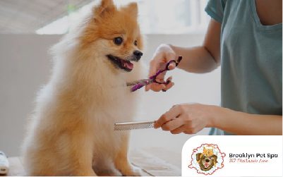 The importance of professional thinning shears for Dogs groomer