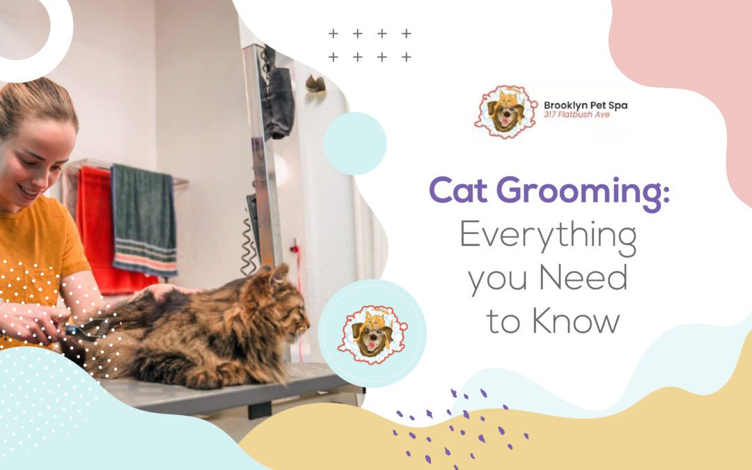 Cat Grooming: Everything you Need to Know