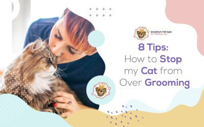 8 Tips: How to Stop my Cat from Over Grooming