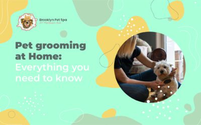 Pet grooming at Home: Everything you need to know