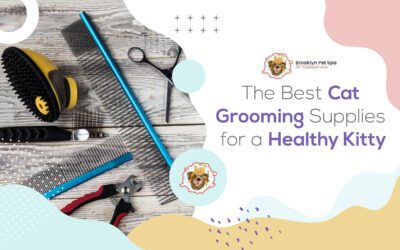 Best Cat Grooming Supplies for a Healthy Kitty