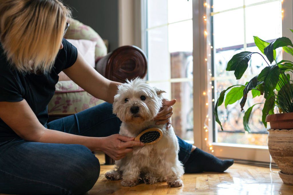 Pet grooming at Home
