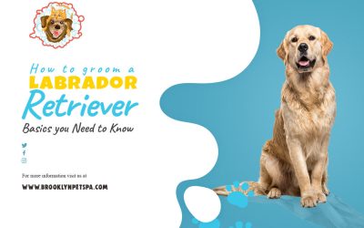 How to Groom a Labrador Retriever: Basics you Need to Know