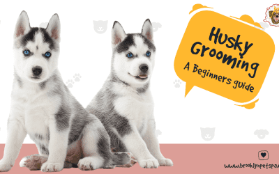 Husky Grooming: A Beginners guide