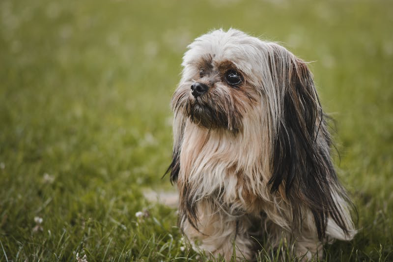 So Your Dog Growled At You — Here’s What To Do