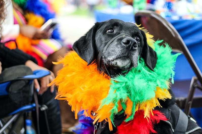 a dog happy with its feather scarf