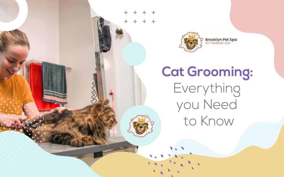 Cat Grooming Everything you Need to Know 01 980x611 1