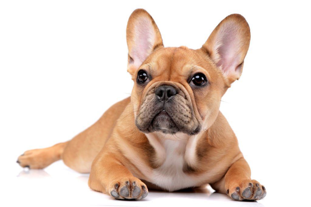 A Step By Step Guide On How To Groom A French Bulldog