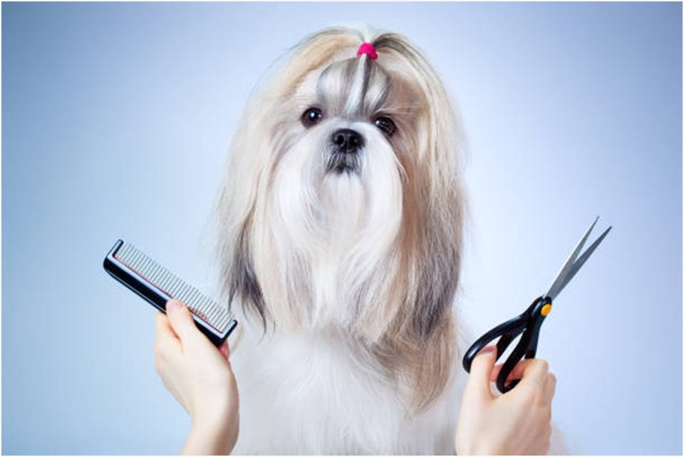 Professional deals dog grooming