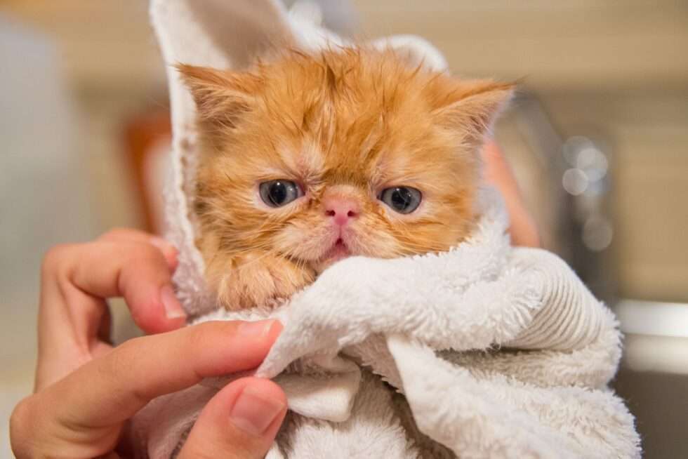 cat wrapped in towel Baths cats65