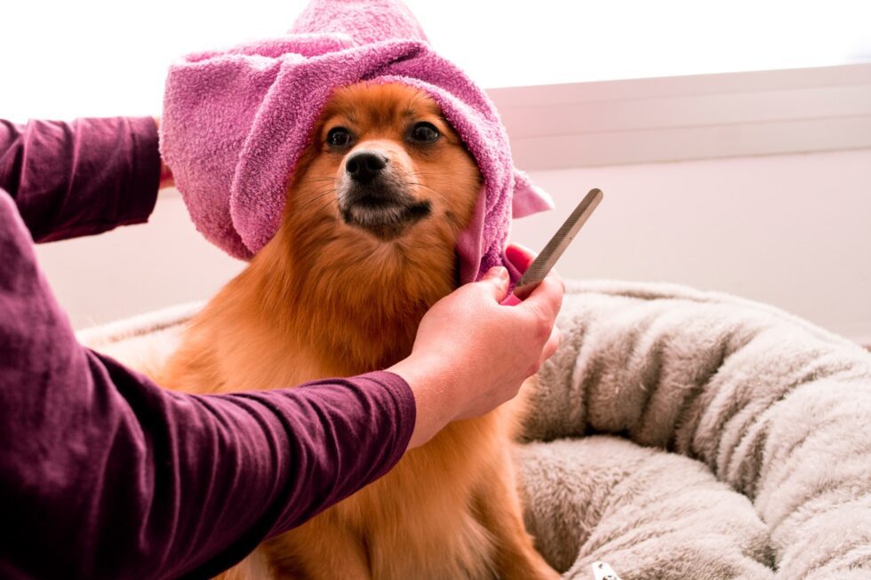 Puppy Hygiene Services