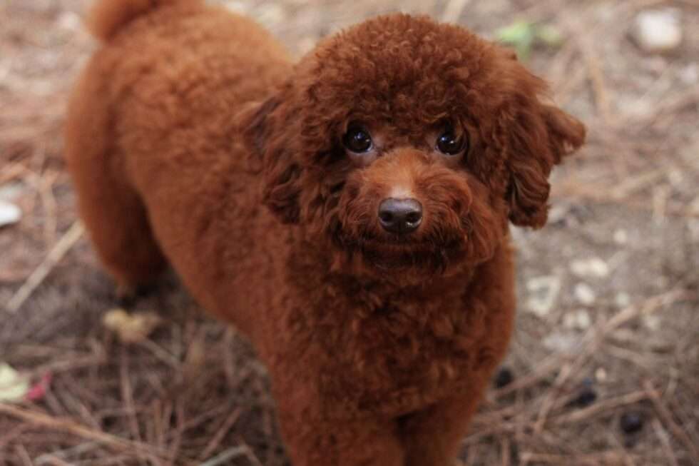 poodle Dog Haircut tgh85