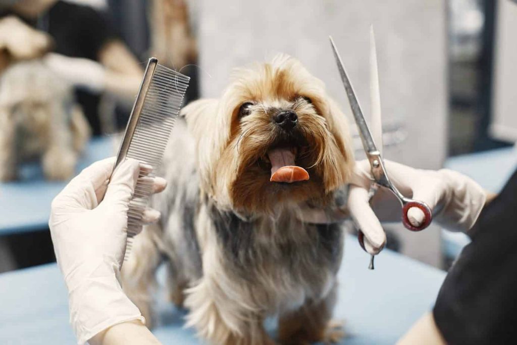 Dog Grooming Services Brooklyn