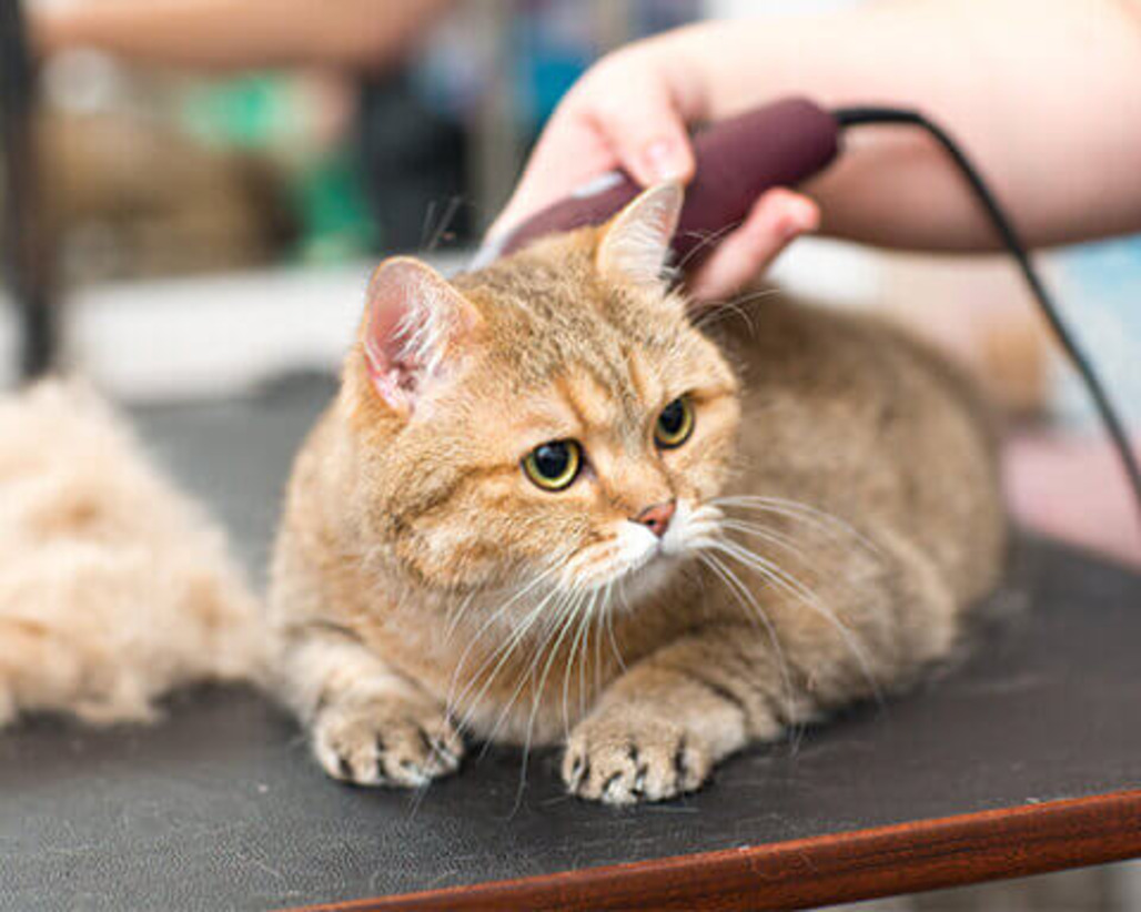The Ultimate Guide to Grooming Cats: Tips, Tricks, and Finding Cat Groomers Near You