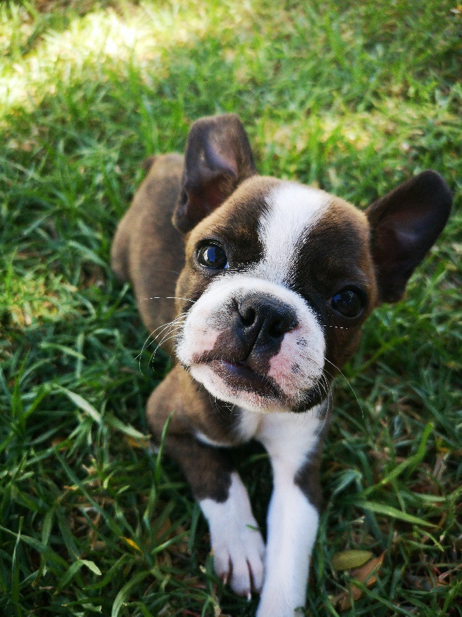 a puppy sitting on grass