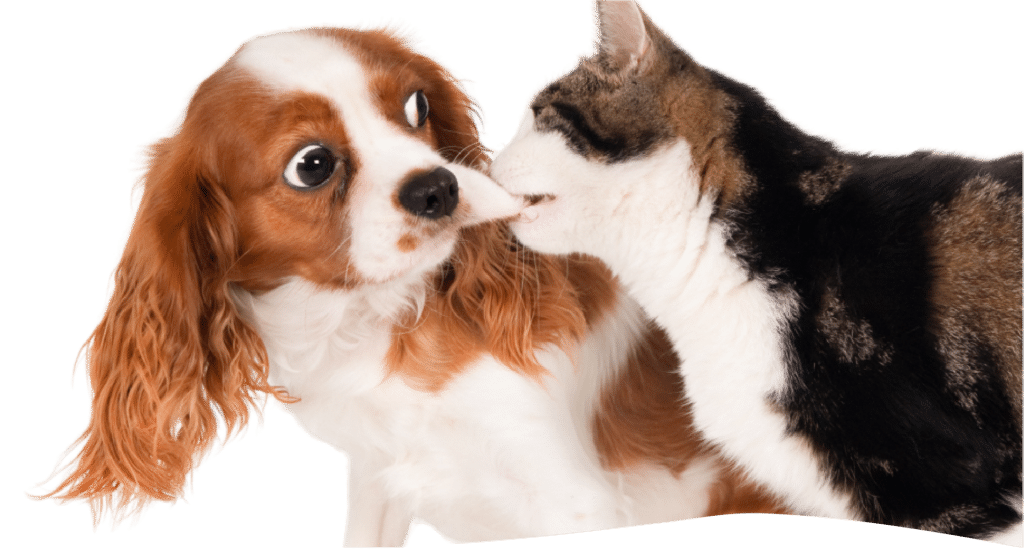 Brooklyn Pet Spa (review page) hero section single