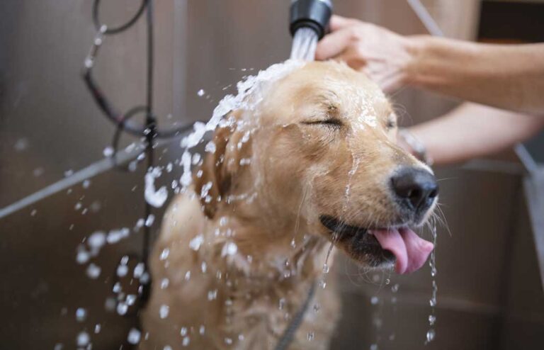 Dog bhathing Brooklynpetspa