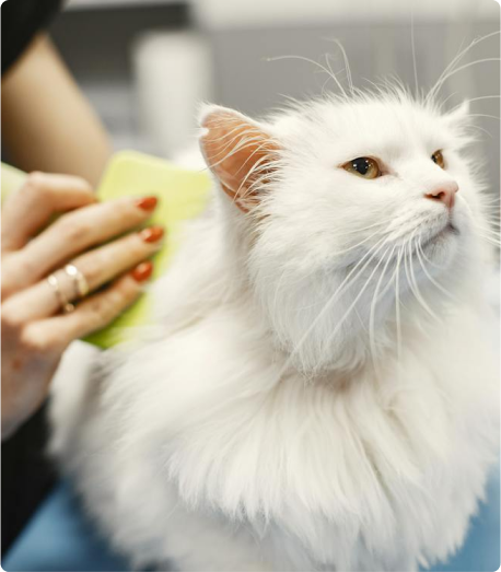 cat grooming services brooklyn