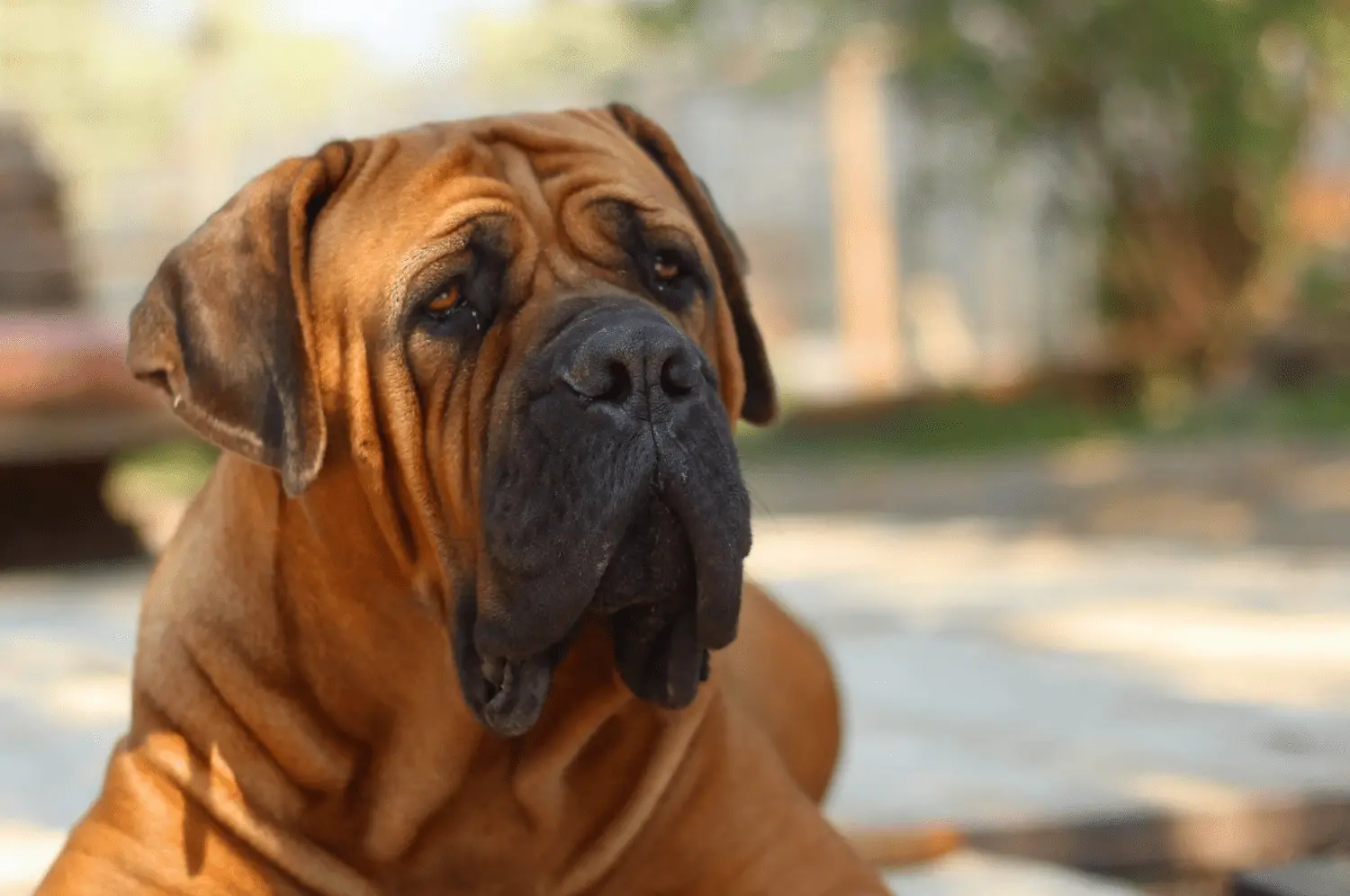 A Guide to Choose a Mastiff Puppy