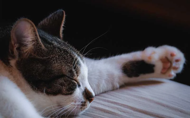 Benefits to Declawing Cats