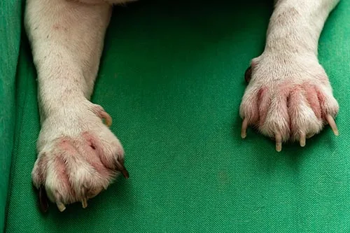 Causes of Dog Paw Infection