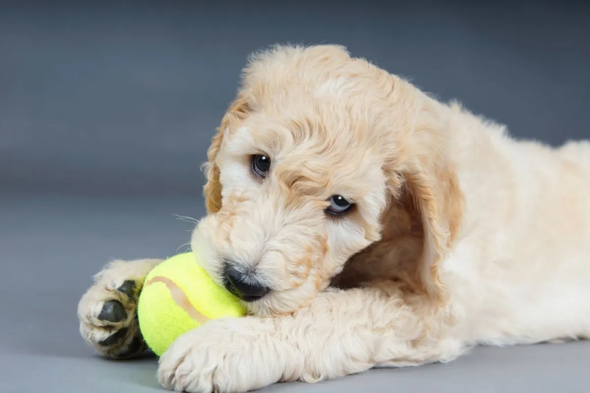 Exercise Guide for Golden Doodle