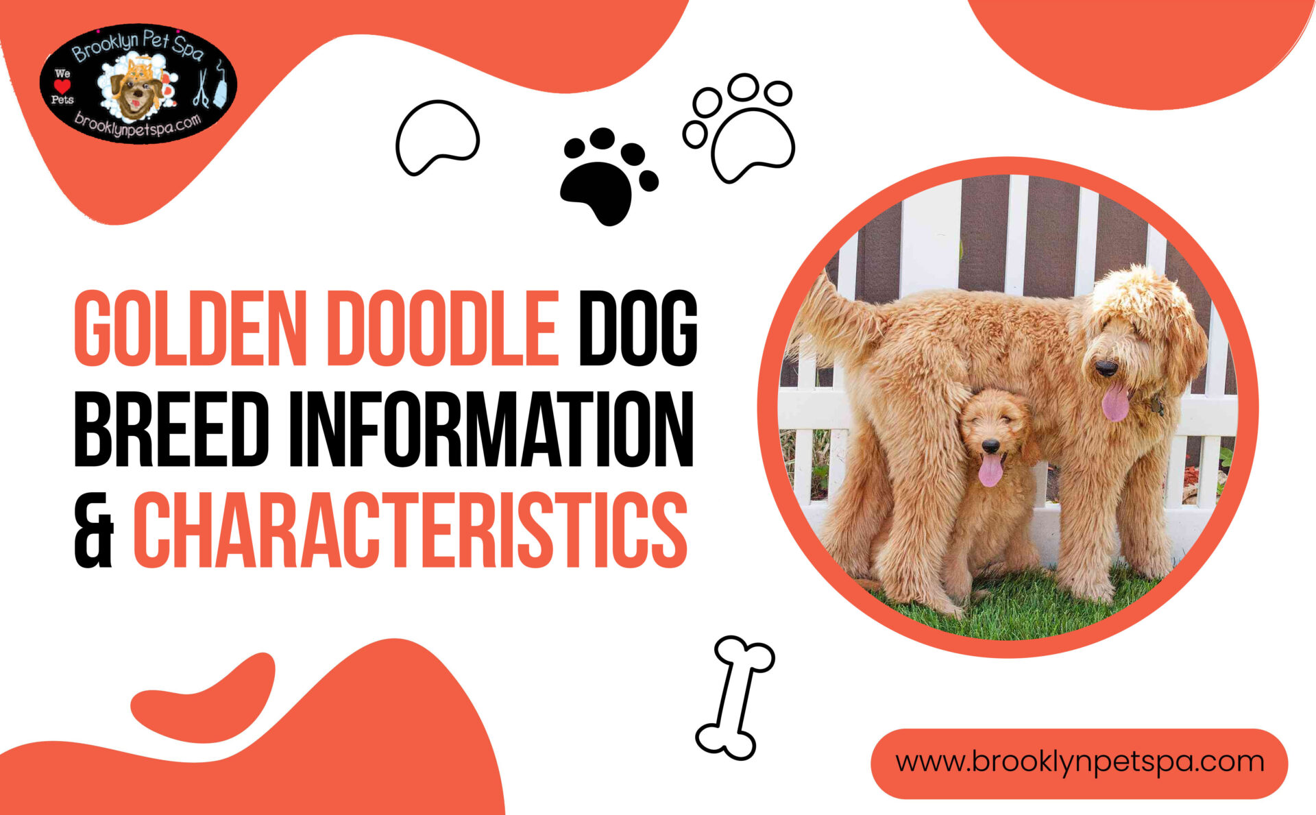 Read more about the article Golden Doodle Dog Breed Information & Characteristics