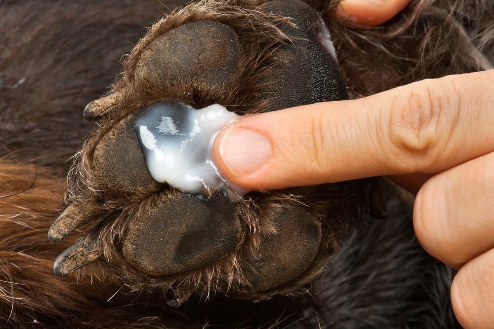 Treatments for Dog Paw Infections