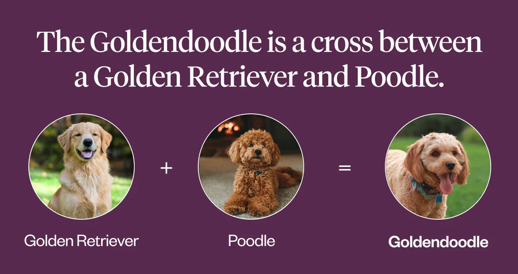 What is a Golden Doodle Mixed With