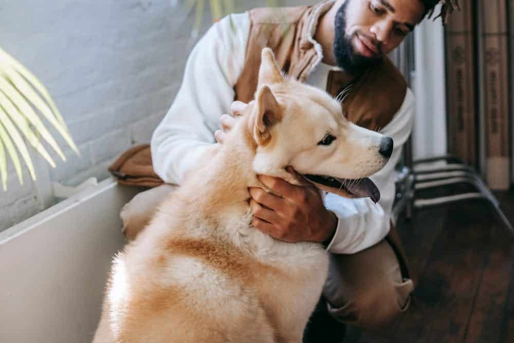 dog paw infection