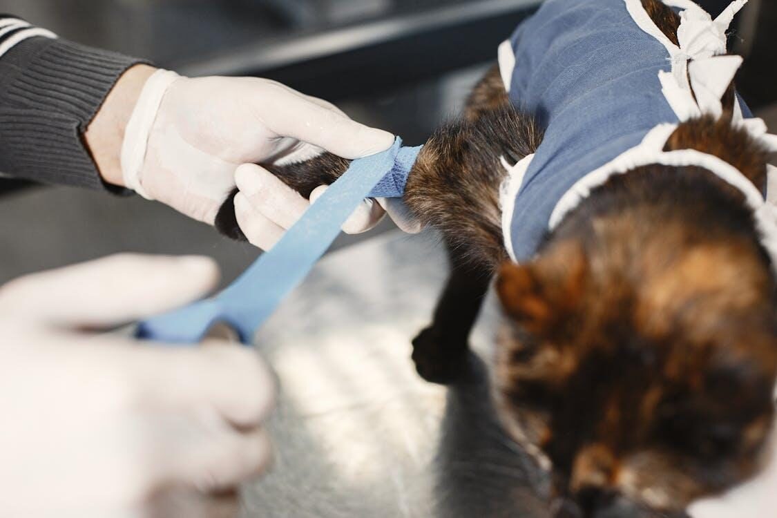 vet dressing cat in bandage