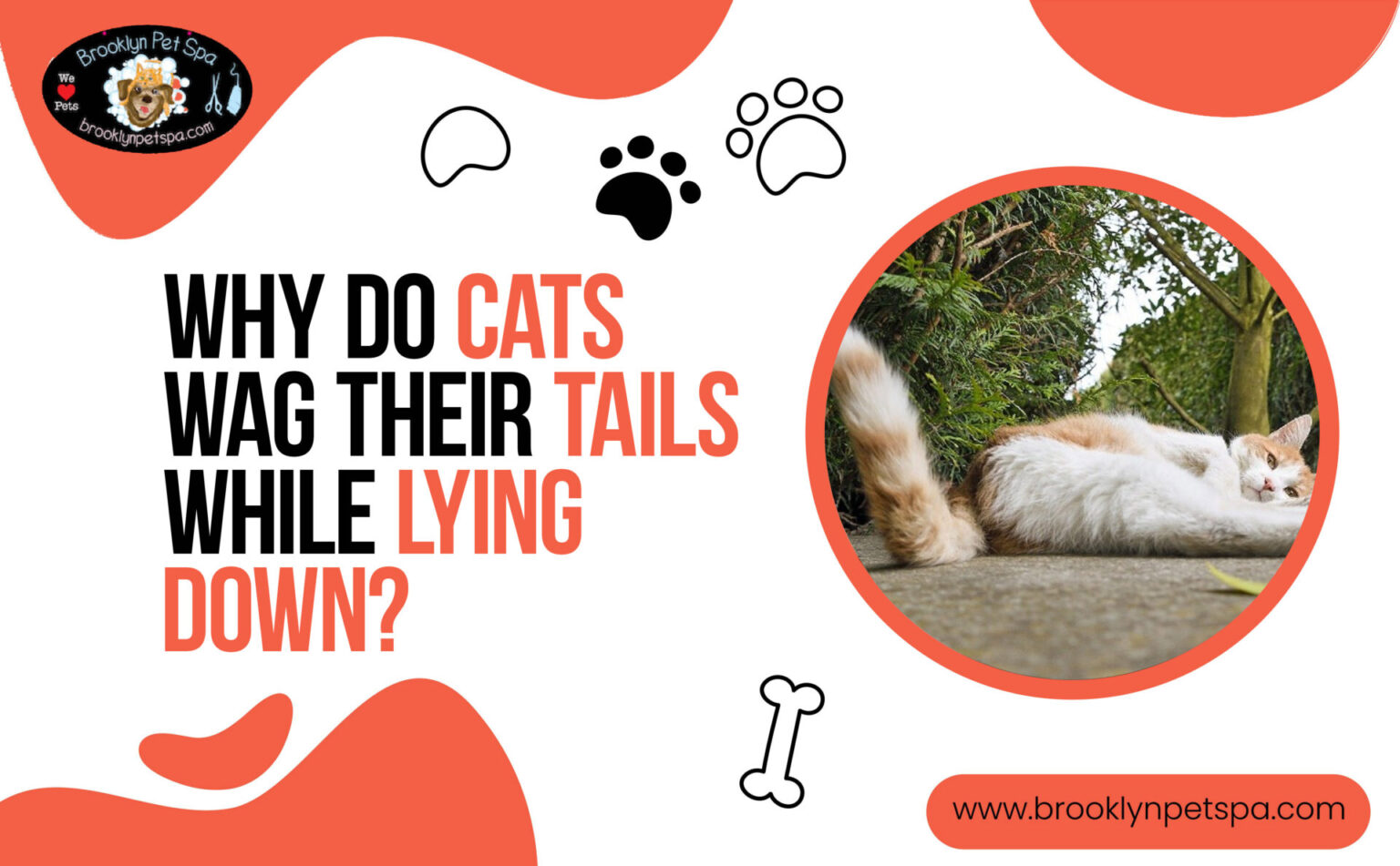 Cat Tail Wagging Explained | Brooklyn Pet Spa