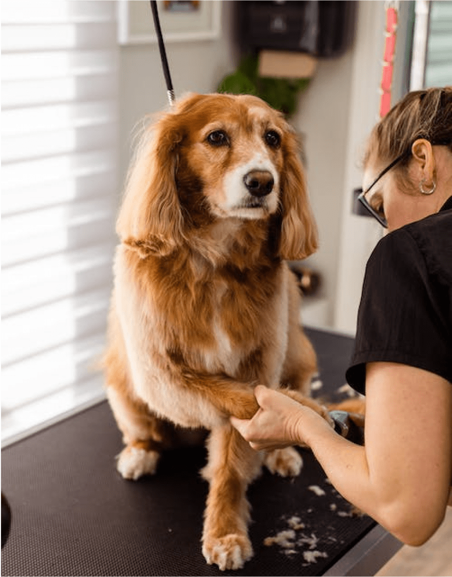 dog_grooming_brooklyn_brooklyn_pet_spa