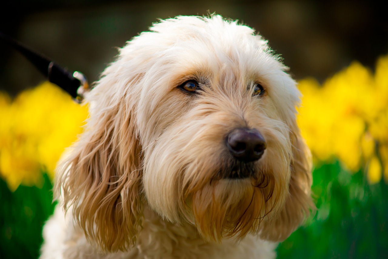 What_Is_a_Golden_Doodle_& How To Do Care Of Your Golden Doodle Puppies