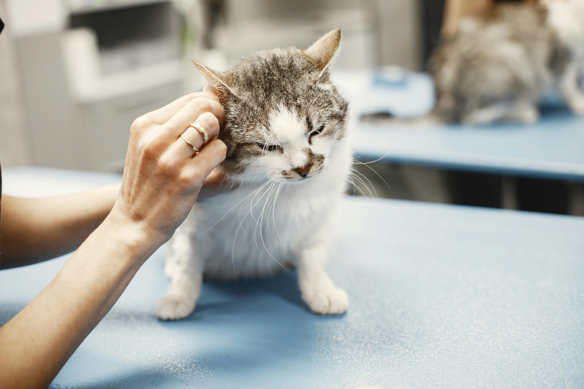 cat_ear_cleaning_services_brooklyn_pet_spa