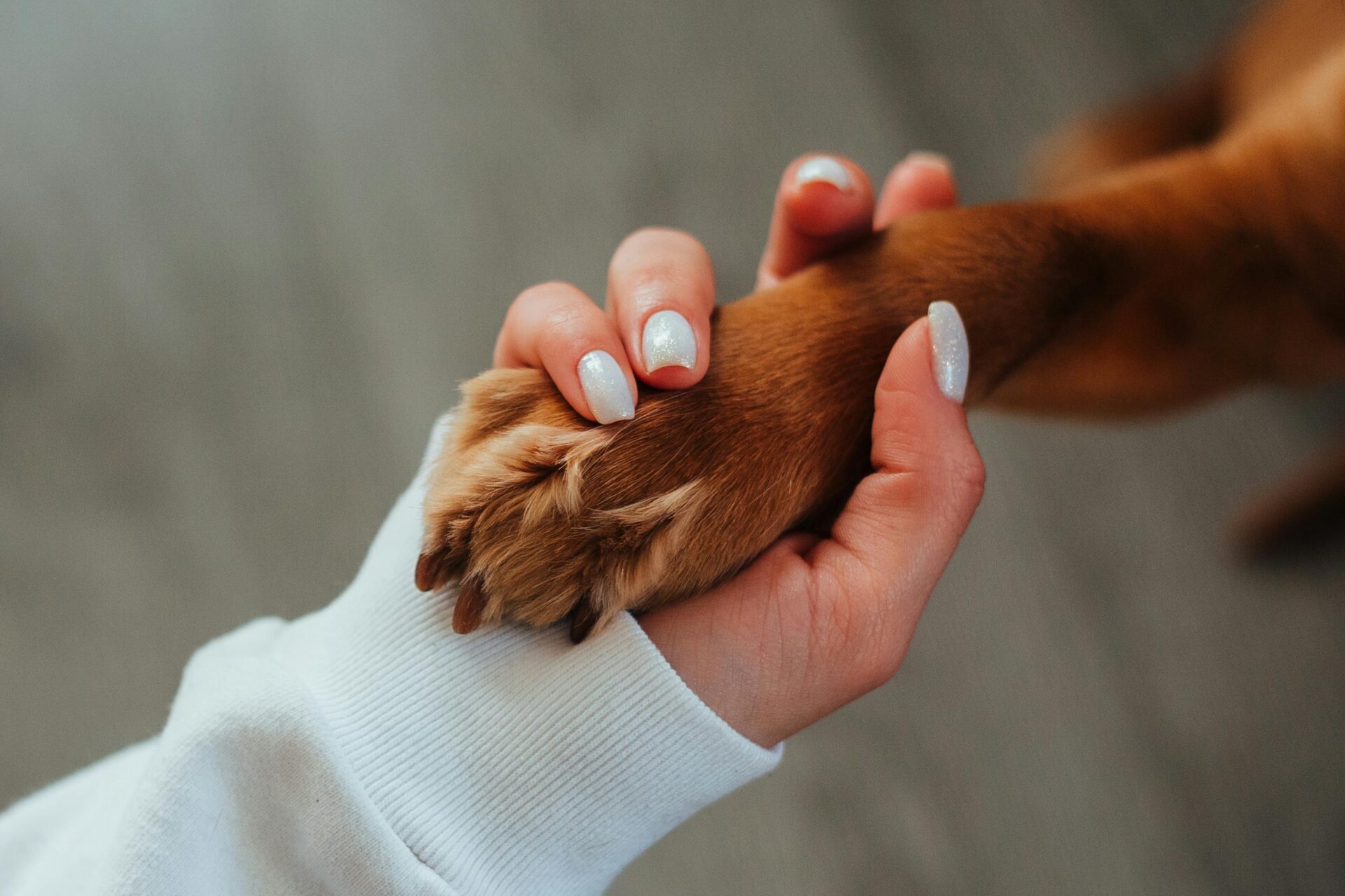 Dog Paw Treatment in Brooklyn_brooklyn_pet_spa