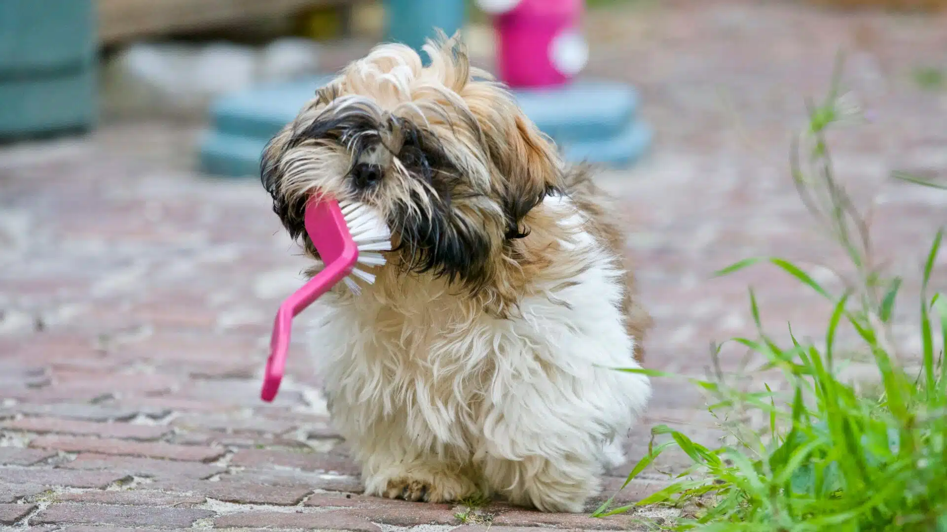 dog_grooming_brooklyn