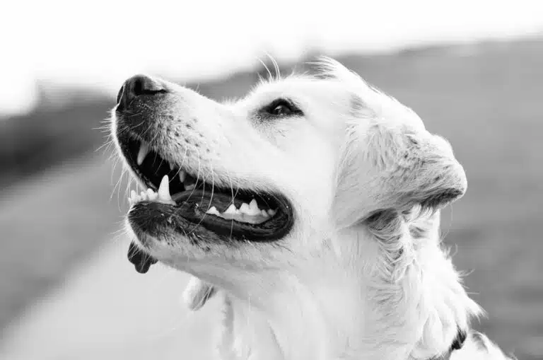 dg_teeth_brushing_services_brooklyn_pet_spa