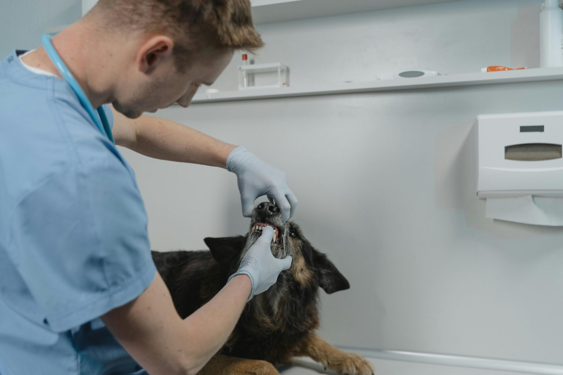 dog_teeth_cleaning_services_brooklyn_pet_spa