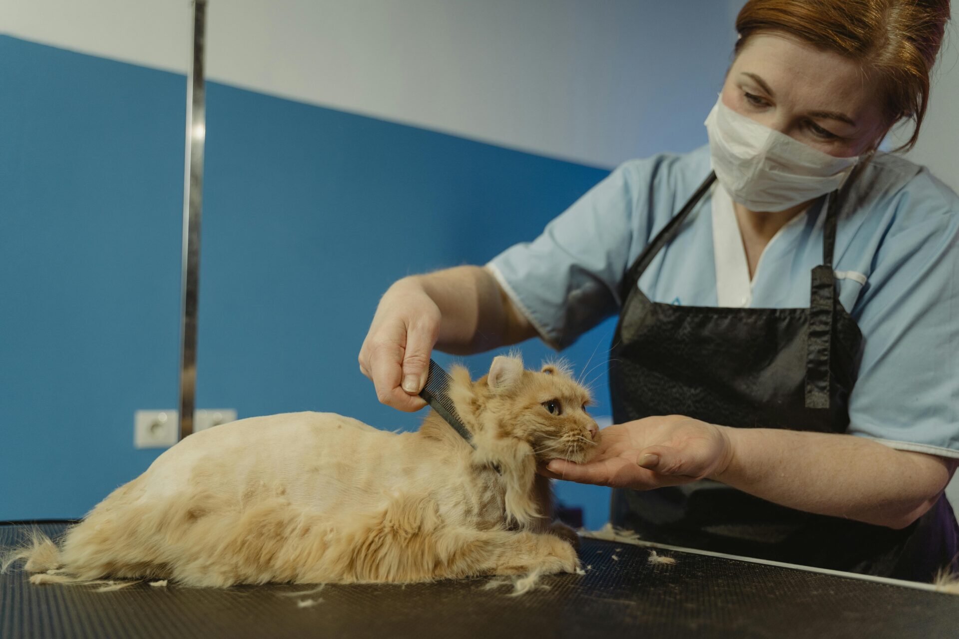 Read more about the article Expert Cat Grooming Services in Brooklyn – Brooklyn Pet Spa