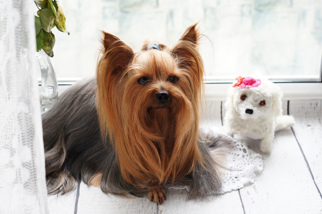 Read more about the article Pamper Your Pooch: Finding the Best Dog Groomer in Brooklyn