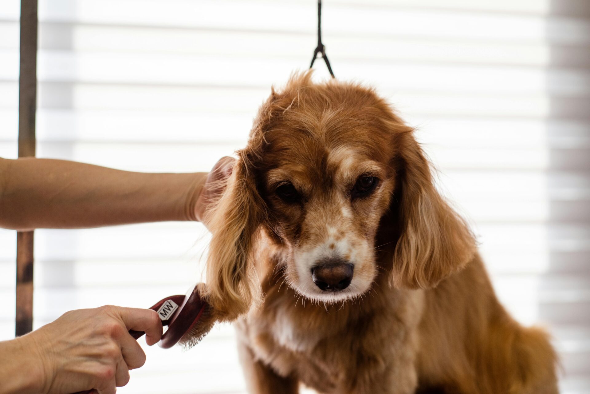 Read more about the article Unveiling the Ultimate Pet Grooming Experience: Brooklyn Pet Spa