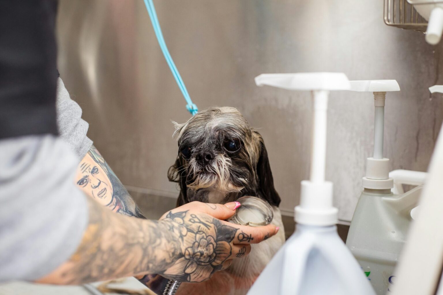 Luxuriate Your Pet: Unveiling the Best Bathing Service in Brooklyn at ...