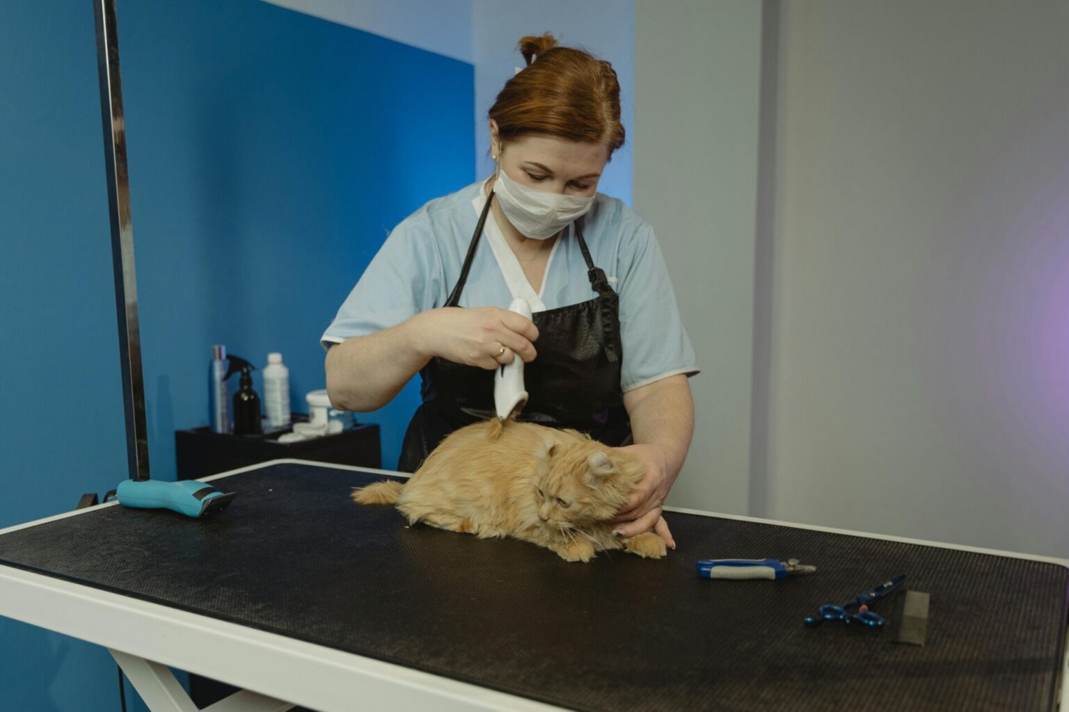 Purr-fect Paradise: Brooklyn Pet Spa, the Premier Cat Spa in New York ...