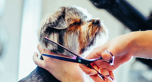 Read more about the article Top-Notch Dog Grooming in Brooklyn: Why Brooklyn Pet Spa is Your Best Choice