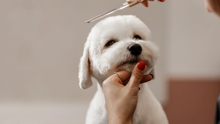 Read more about the article The Benefits of Regular Dog Grooming: Why It Matters