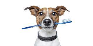 dog dental cleaning brooklyn